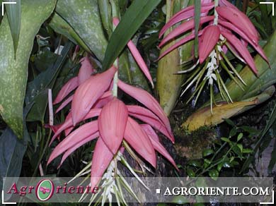 Bromelias - Billbergia oxisepala